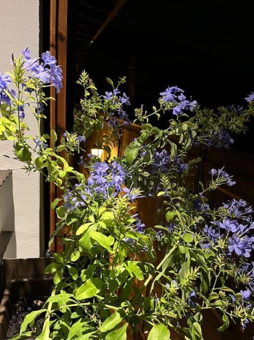 La Piccola Casa Al Lago - Intera Casa Con 3 Camere E 2 Box 萨罗 外观 照片